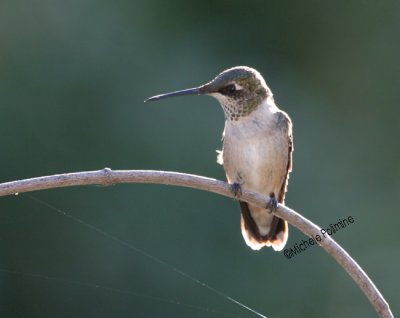 hummingbird 0014 9-12-06.jpg