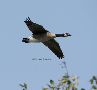 goose in flight 0055 9-10-06.jpg