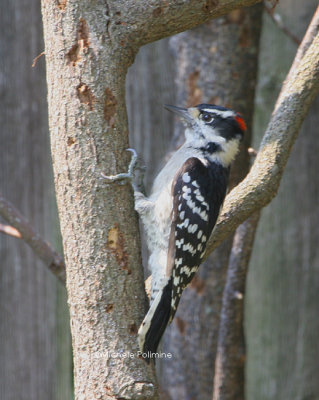 downy woodpecker male 0111 9-10-06.jpg