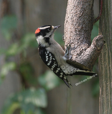 downy woodpecker male 0079 9-10-06.jpg