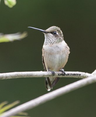 hummer juvie 0031 9-16-06.jpg