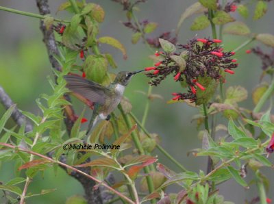 hummingbird 0135 9-16-06.jpg