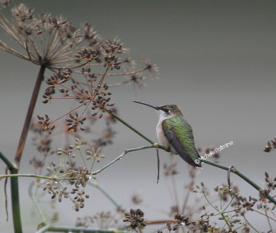hummingbird on fennel 0014 9-16-06.jpg