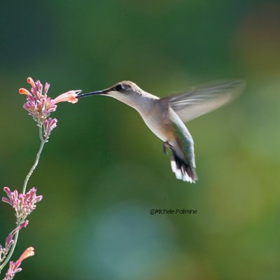 hummingbird female 0096 9-17-06.jpg