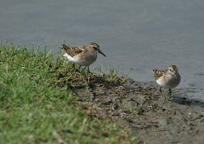 Least Sandpipers 0066 8-22-07.jpg