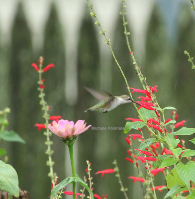 ruby throated hummingbird 0053 10-27-07.jpg