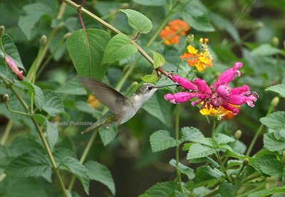 ruby throated hummingbird 0225 10-27-07.jpg