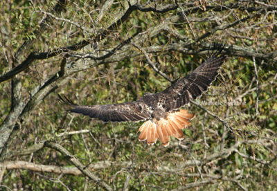 red tail hawk 3 0306 11-3-07.jpg
