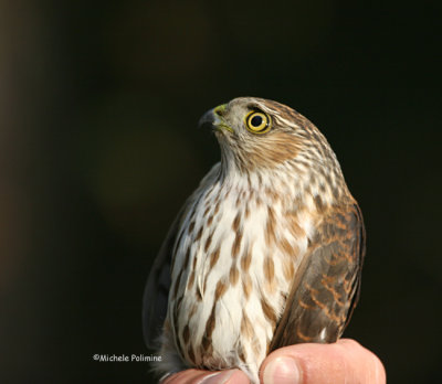 sharp-shinned juvie 0148 Kiptopeke 11-18-07.jpg