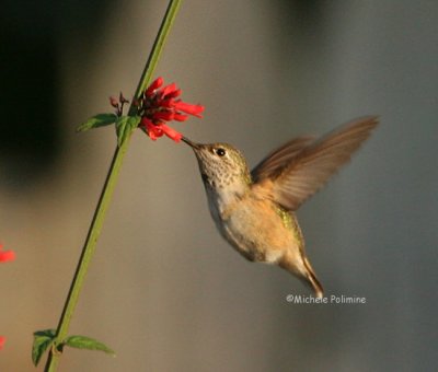 hummingbird 0081 11-4-07.jpg