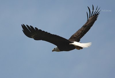eagle female 0232 3-22-08.jpg
