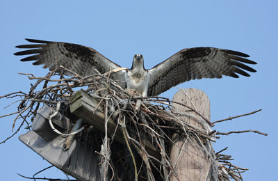 osprey in nest 0124 3-28-08.jpg