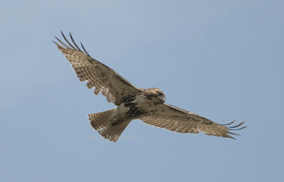 red-tailed hawk 0070 3-28-08.jpg