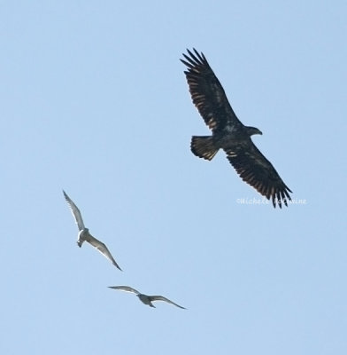 eagle juvie with gulls 0207 4-2-08.jpg