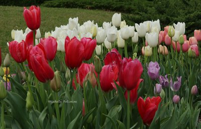 tulips 0507 4-13-08.jpg