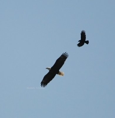 eagle crow attack 0014 4-17-08.jpg