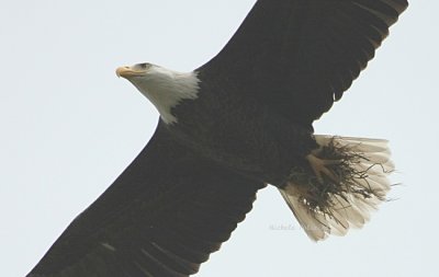 eagle incoming 0186 4-19-08.jpg