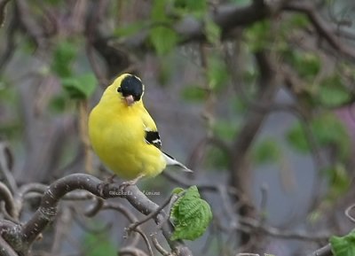 goldfinch male 0076 4-19-08.jpg