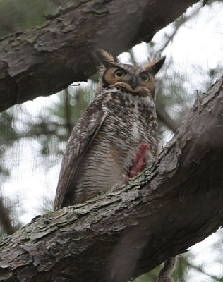 Great Horned Owl 0280 4-12-08.jpg