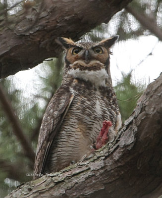 Great Horned Owl 0298 4-12-08.jpg