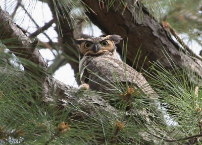 great horned owl 0374 4-12-08.jpg