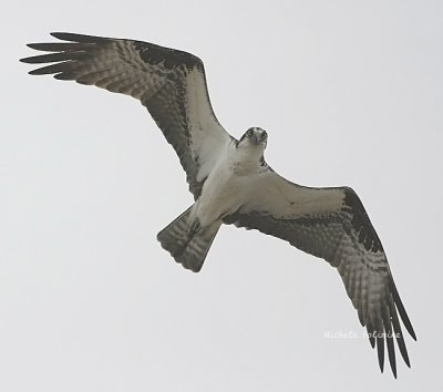 osprey 0486 4-12-08.jpg