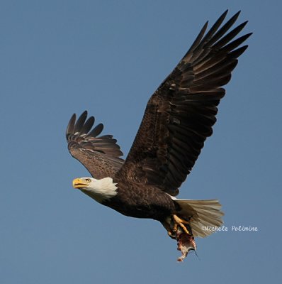 eagle flight with fish 0100 4-25-08.jpg