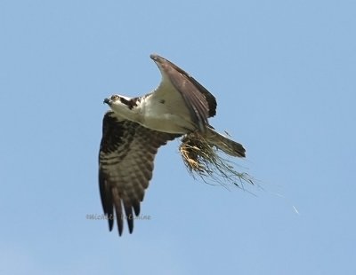 osprey over house 0063 5-1-08.jpg