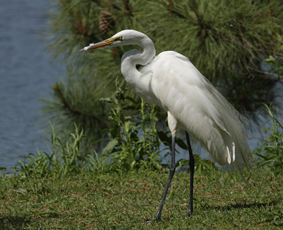 egret NBG 0250 5-3-08.jpg