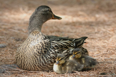 mallard babies  mom 0789 5-2-08.jpg