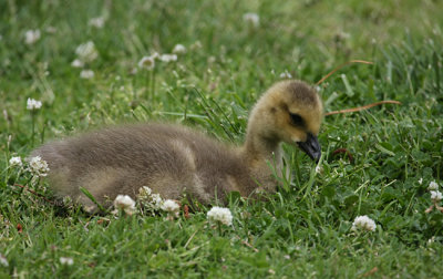 gosling 0655 5-2-08.jpg