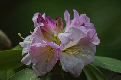 azalea 0677 5-2-08.jpg