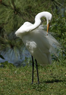 egret 0222 5-3-08.jpg