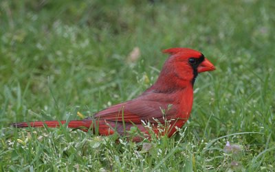 cardinal male 0027 5-4-08.jpg