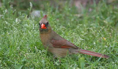 cardinal female 0016 5-4-08.jpg