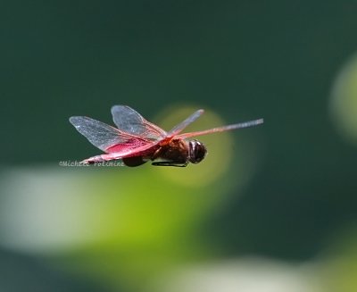 dragonfly red 0129 5-3-08.jpg