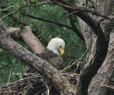 eagle female in nest 0048 5-10-08.jpg