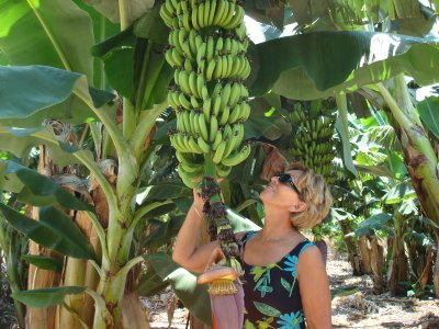 Check out the bananas