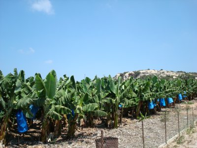 Banana groves