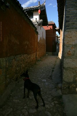 Dog in the alley