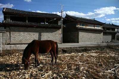 Horse in corn field