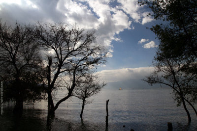 Red woods on Erhai Lake