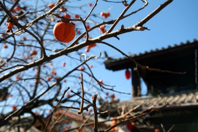 Persimmon tree in courtyard