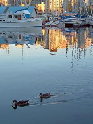 Animal Friendly City
