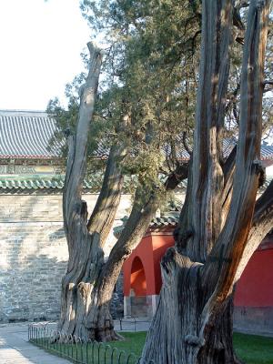 Beijing-hundreds of years old cypresses