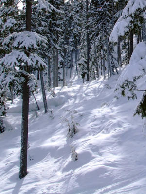 Sunlight through forests