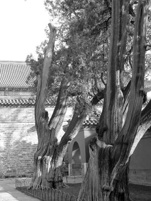 Temple of Heaven-bw 3