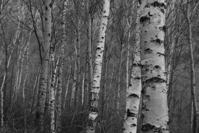 Birches-B&W