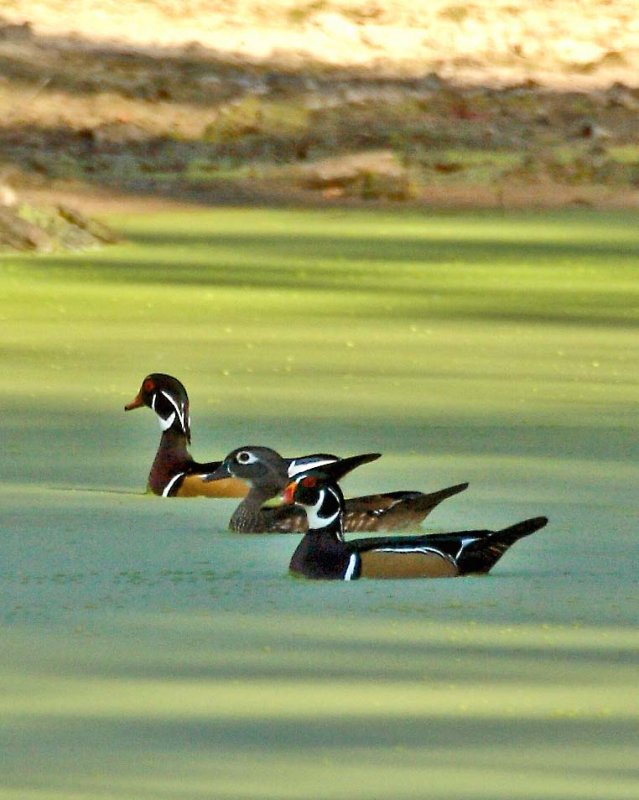 wood duck trio copy.jpg