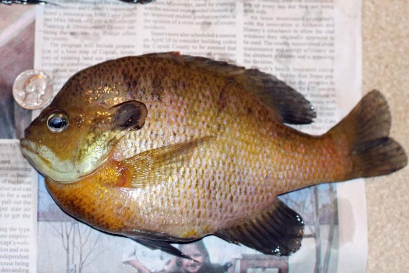 bluegill.jpg